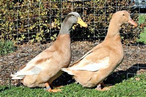 female orpington duck|buff orpington male or female.